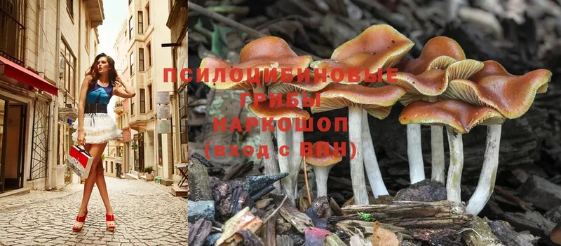 Псилоцибиновые грибы Psilocybe  Берёзовка 